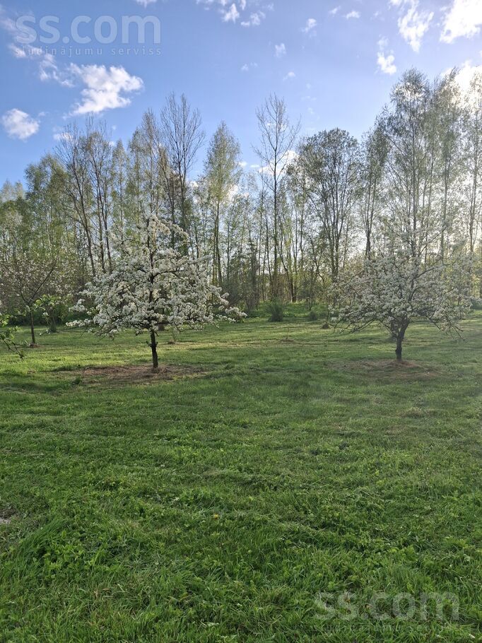 Dzintari, Cimāles, Jelgava un raj., Līvbērzes pag. — maja