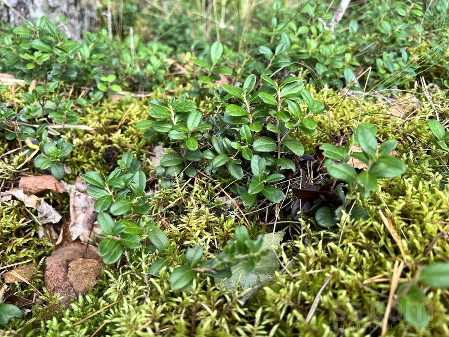 Pavasara, Brīvkalni, Rīgas rajons, Babītes pag. — zeme