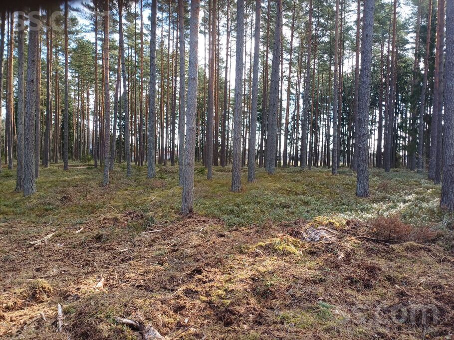 Mežmalas iela, Engure, Tukums un raj., Engures pag. — zeme