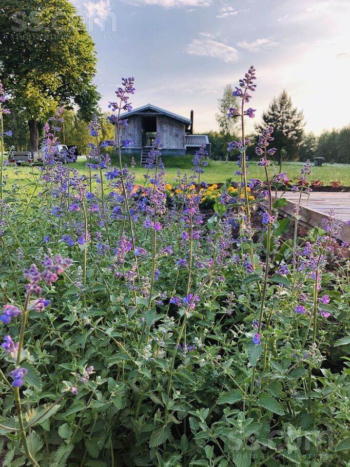 Rauza, Valka un raj., Palsmanes pag. — vienseta