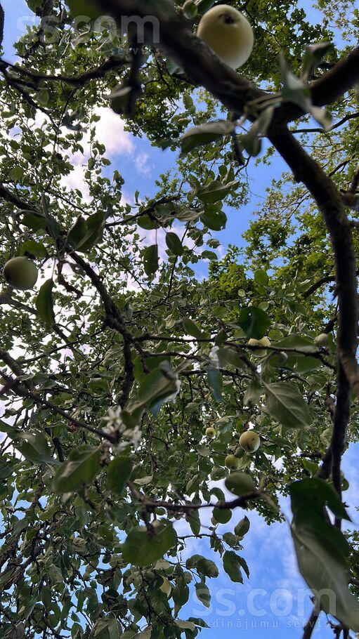 Dobele un raj., Dobele — vienseta