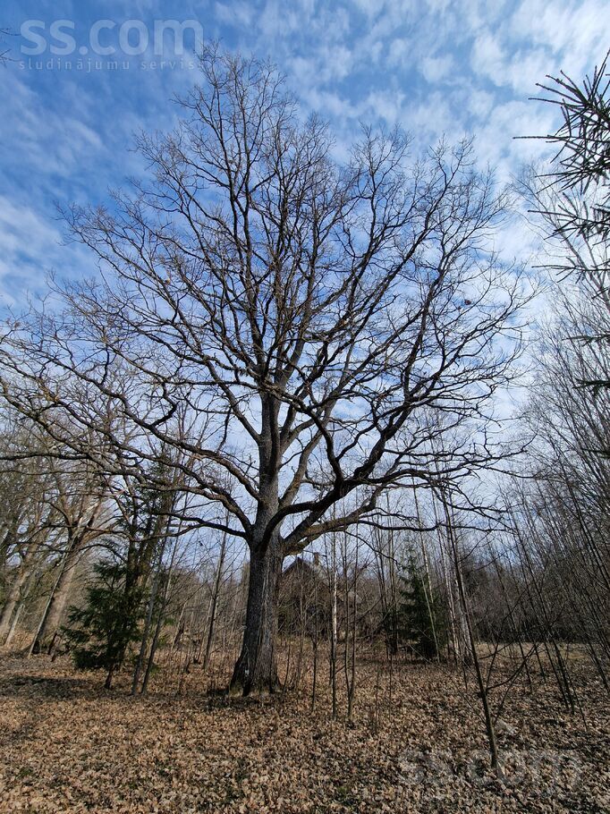 Vite, Rīgas rajons, Mālpils pag. — vienseta