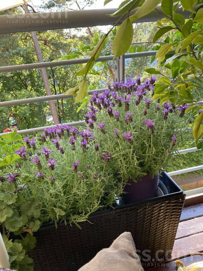 29.līnija 1, Jūrmala — dzivoklis