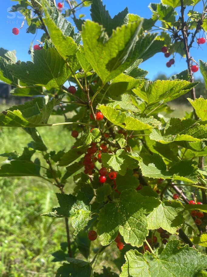 Ribački, Krāslava un raj., Kastuļinas pag. — vienseta