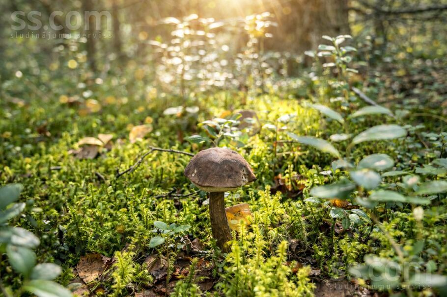 Pavasara, Brīvkalni, Rīgas rajons, Babītes pag. — zeme