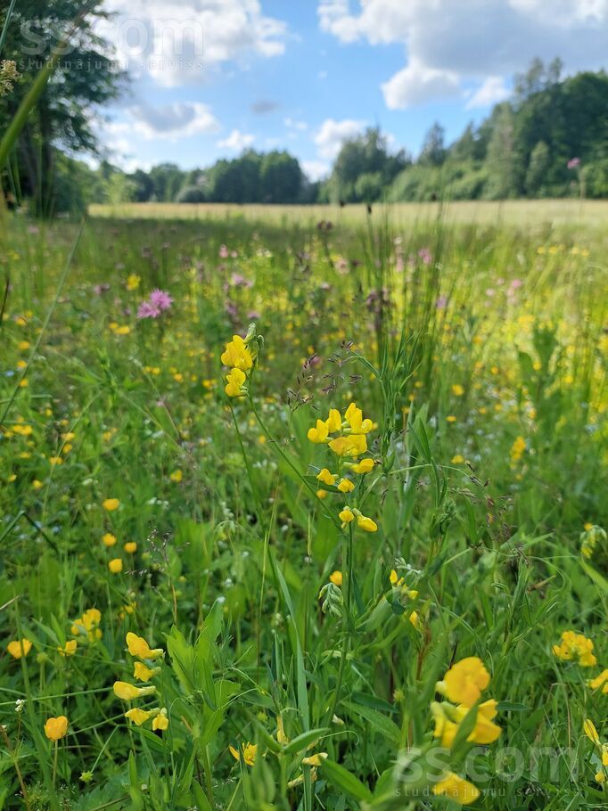 Kāņciems, Talsi un raj., Ģibuļu pag. — zeme