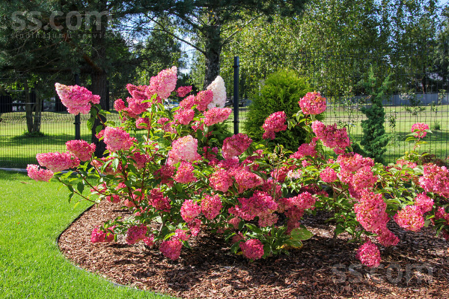 Sebru, Sēbruciems, Rīgas rajons, Babītes pag. — maja