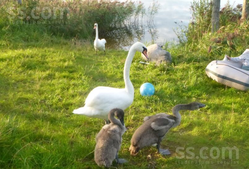 Bruņene, Daugavpils un raj., Skrudalienas pag. — vienseta