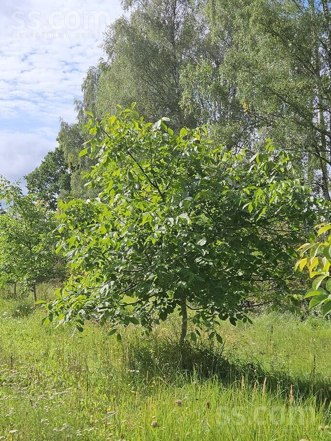 Talsi un raj., Abavas pag. — vienseta