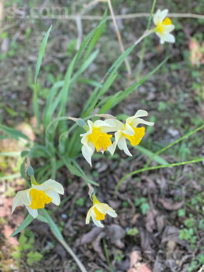 Ķiršu iela 10, Jāņupe, Rīgas rajons, Olaines pag. — maja