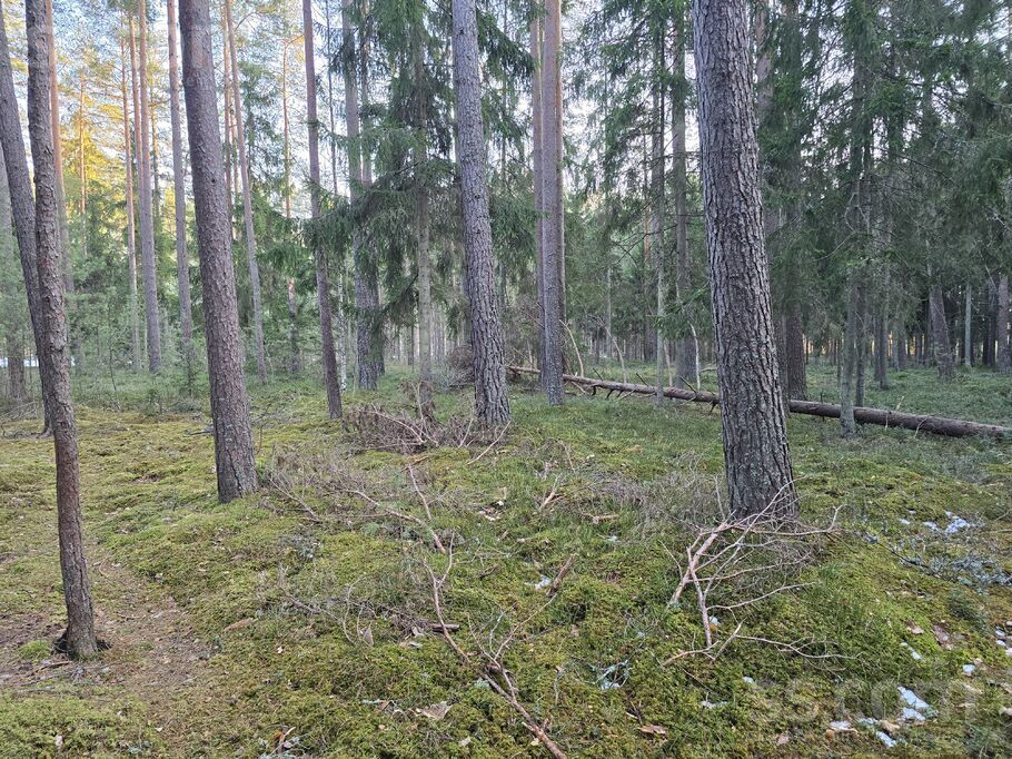 Jūrkalnes 17, Skulte, Limbaži un raj., Skultes pag. — zeme