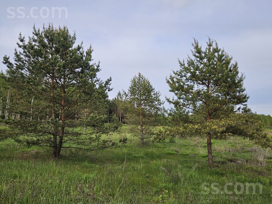 Pieneņu ceļš 19, Ogre un raj., Ogre — zeme