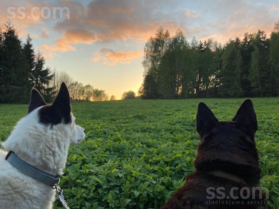 Lamiņi, Tukums un raj., Pūres pag. — vienseta