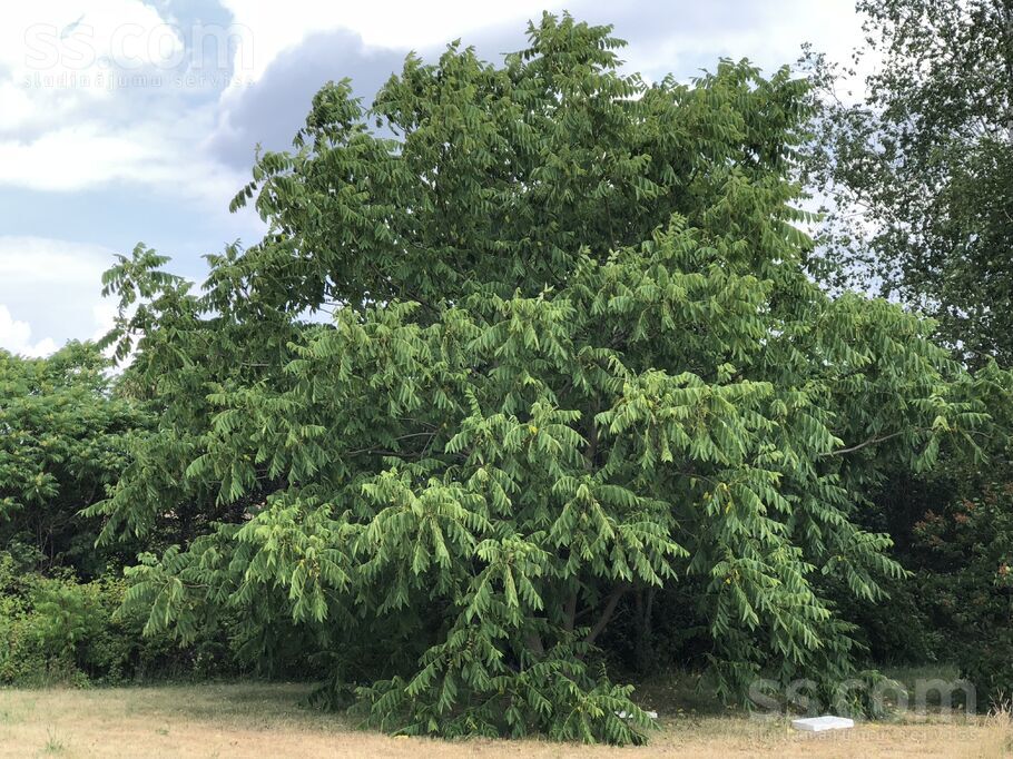 Sauliešu iela 8a, Dreiliņi, Rīgas rajons, Stopiņu nov. — zeme