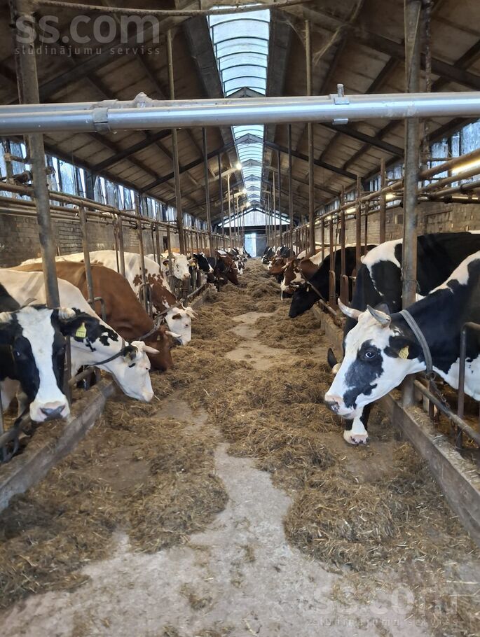 Kalna Pupoli, Šengeida, Daugavpils un raj., Skrudalienas pag. — telpa