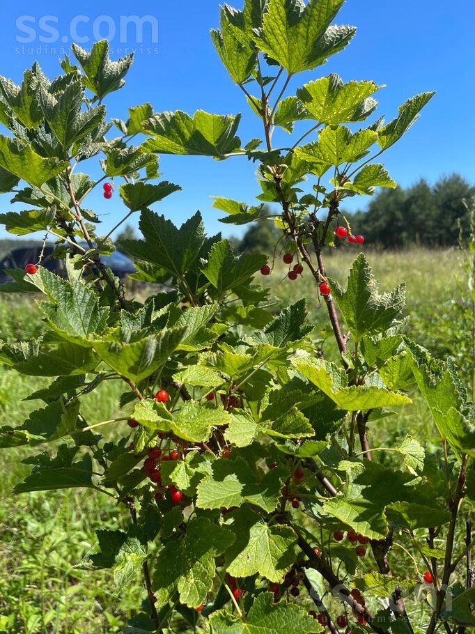 Ribački, Krāslava un raj., Kastuļinas pag. — vienseta