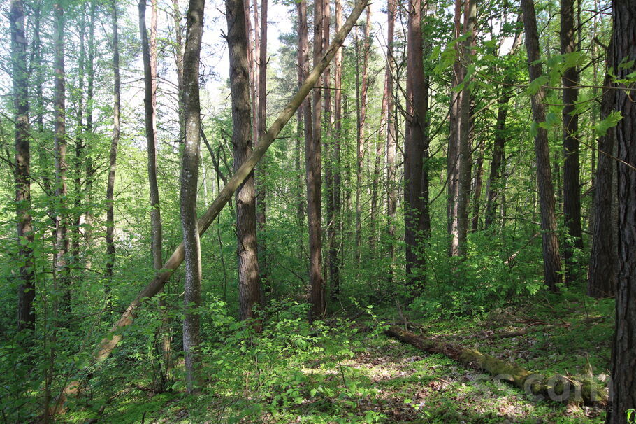 Kāši-Ventas, Daugavpils un raj., Medumu pag. — zeme