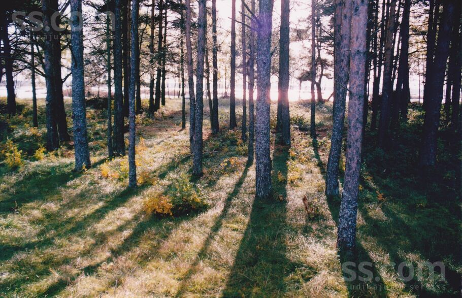 Romantiskās 10, Varkaļi, Rīgas rajons, Salas pag. — zeme