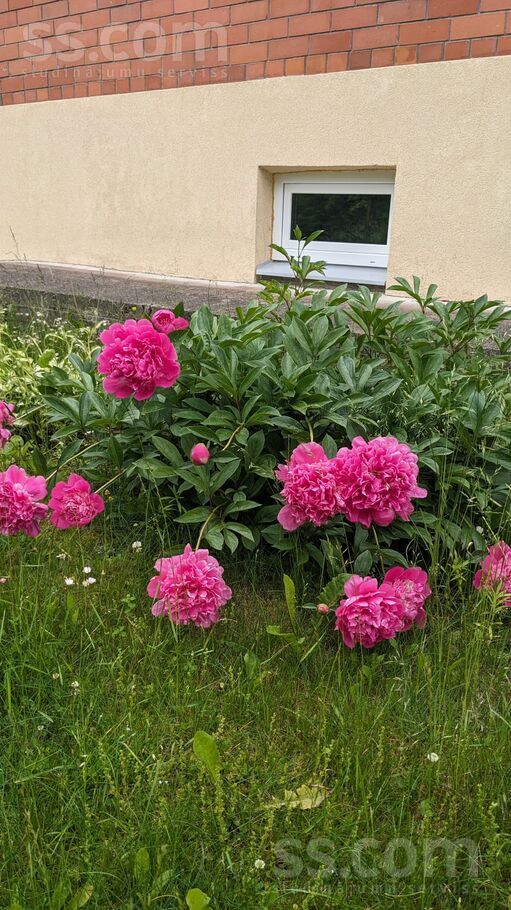 Janjupe 00, Jāņupe, Rīgas rajons, Olaines pag. — maja