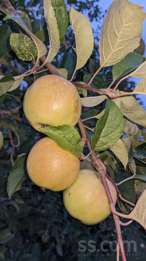 Janjupe 00, Jāņupe, Rīgas rajons, Olaines pag. — maja