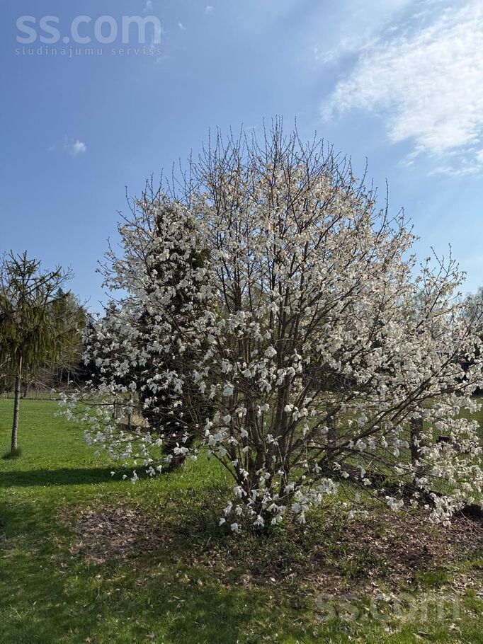 Priežu iela 16, Rīgas rajons, Baldone — maja