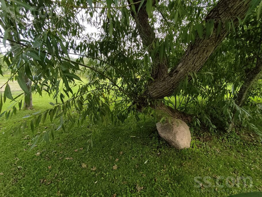 Vijolītes, Pāce, Talsi un raj., Dundagas pag. — maja