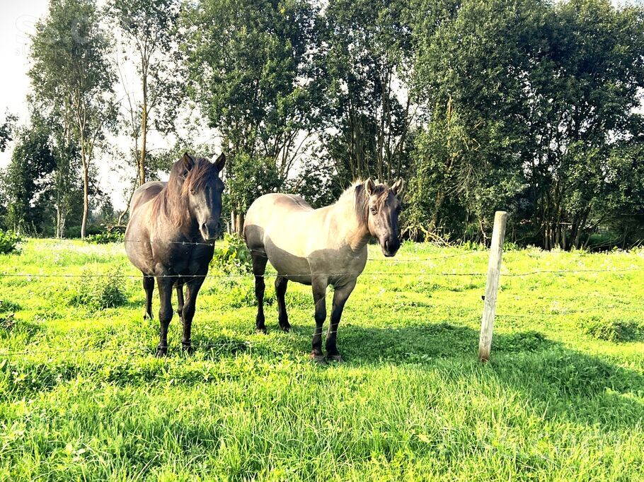 Ceriņu 34, Mērsrags, Talsi un raj., Mērsraga pag. — zeme