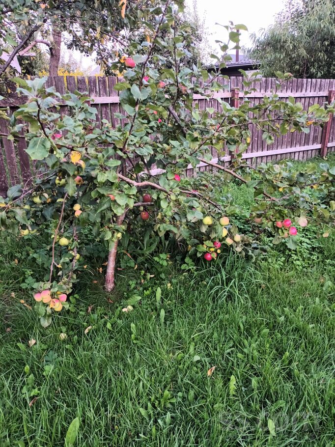 31 6, Šķēde, Liepāja un raj., Medzes pag. — maja