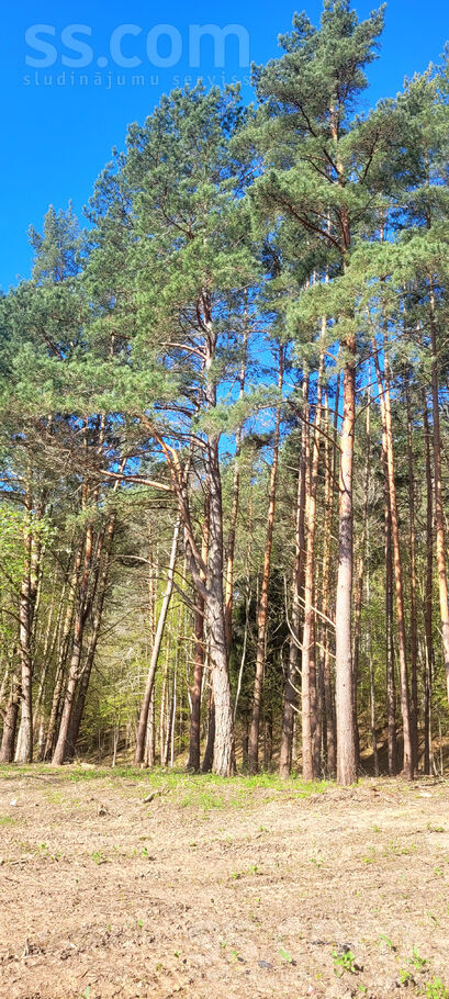 Samu līcis, Sandariški, Daugavpils un raj., Naujenes pag. — zeme