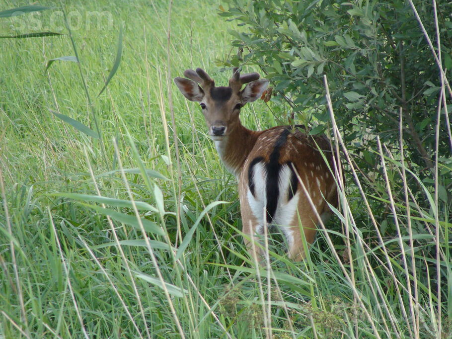 Jaunameri, Eimuri, Rīgas rajons, Ādažu nov. — zeme