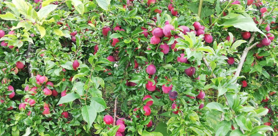 Lauku teritorija 86, Jelgava un raj., Kalnciems — maja