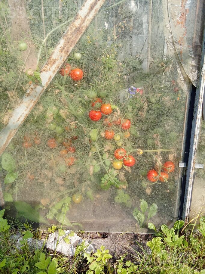 Zvirbuļu 2/Roze 54 2, Rīgas rajons, Saulkrasti — maja