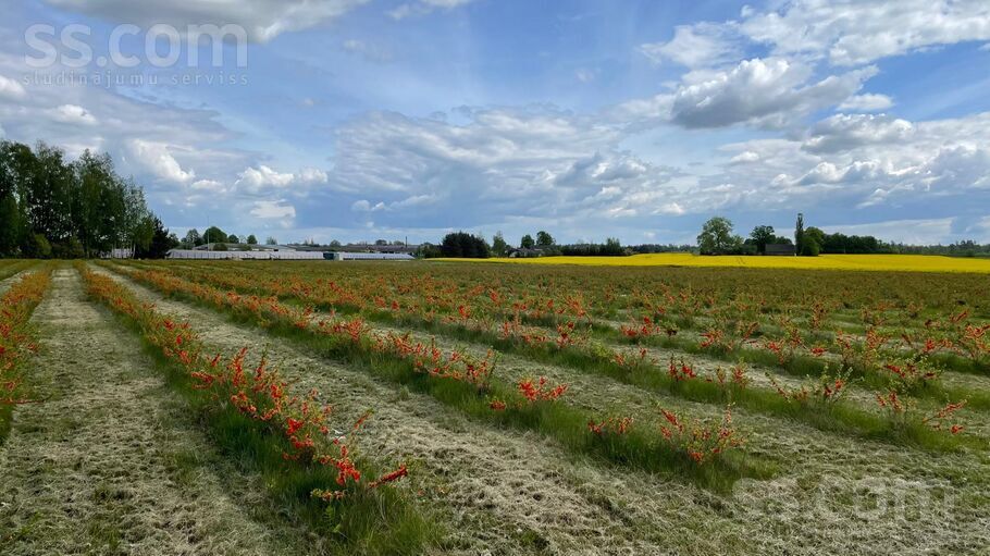 Ozolzīles, Svēte, Jelgava un raj., Svētes pag. — zeme