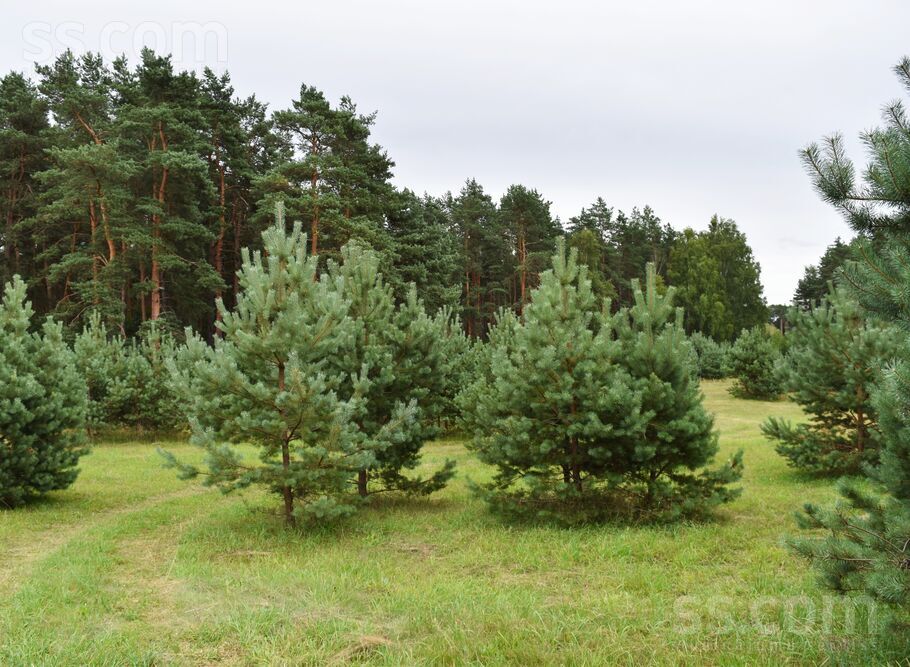 Krastmaļu ceļš 20, Ķīšupe 2, Rīgas rajons, Saulkrastu l. t. — zeme