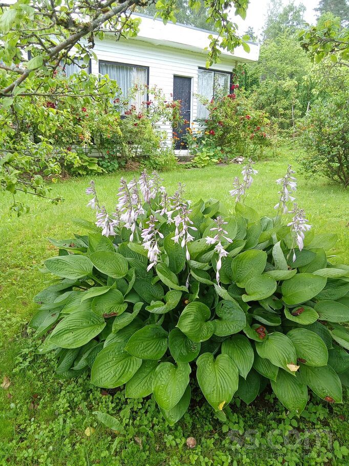 Zvirbuļu 2/Roze 54 2, Rīgas rajons, Saulkrasti — maja