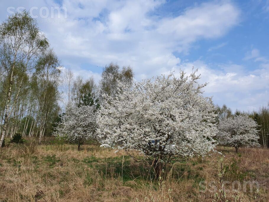 Jaunkraujas 1, Alejas, Rīgas rajons, Ķekavas pag. — zeme