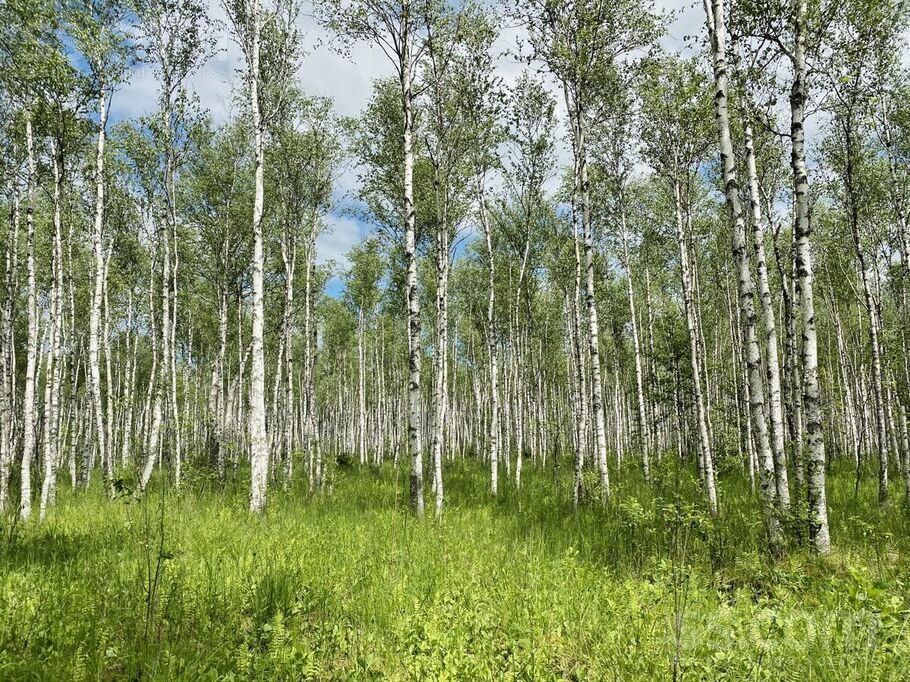 Jātnieku ceļš, Raiskums, Cēsis un raj., Raiskuma pag. — zeme