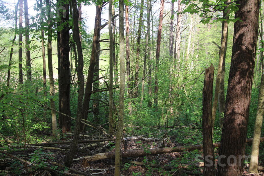 Kāši-Ventas, Daugavpils un raj., Medumu pag. — zeme