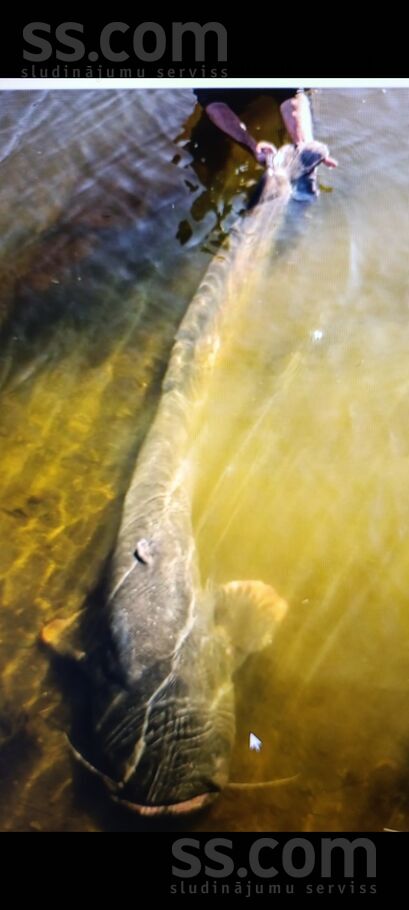 Varpas 1, Podvinka, Jēkabpils un raj., Vīpes pag. — maja