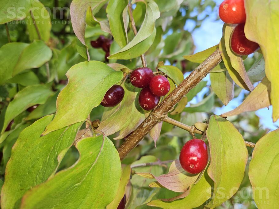 Talsi un raj., Abavas pag. — vienseta