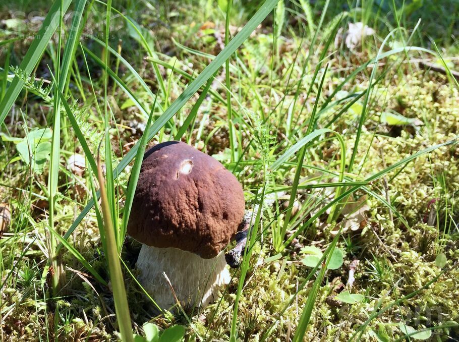 Stūriņi, Ķekava, Rīgas rajons, Ķekavas pag. — zeme