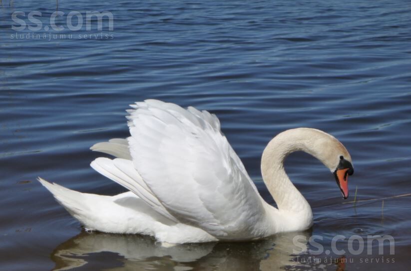 Bruņene, Daugavpils un raj., Skrudalienas pag. — vienseta