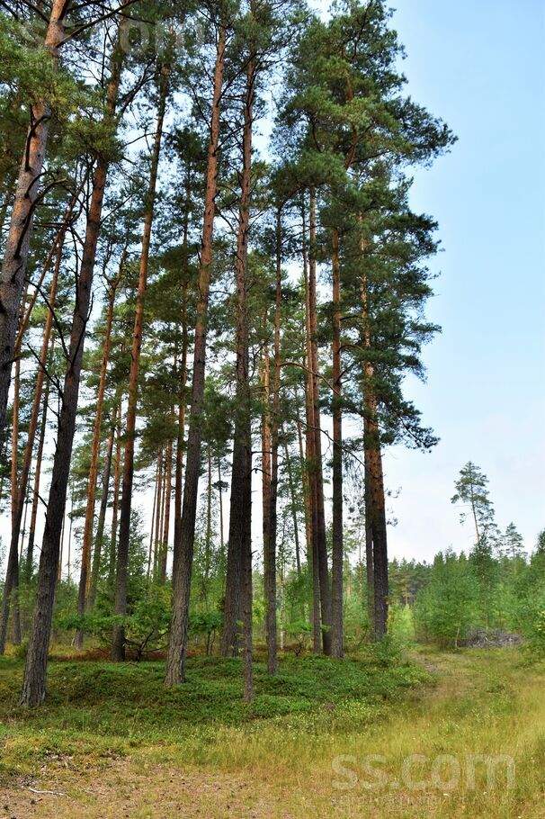 Kociņi, Kadaga, Rīgas rajons, Ādažu nov. — zeme