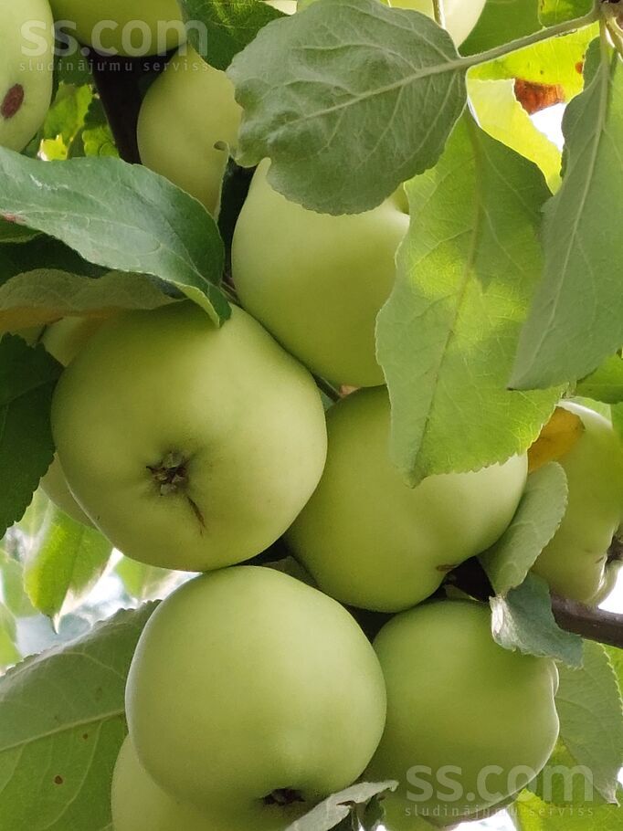 Misa 119, Misas, Rīgas rajons, Ķekavas pag. — maja