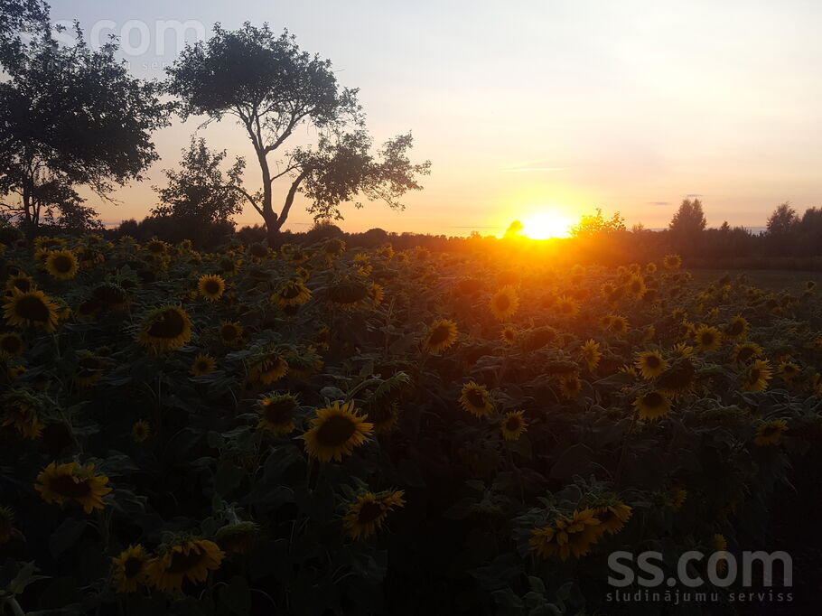 Ciema, Limbaži un raj., Limbaži — zeme
