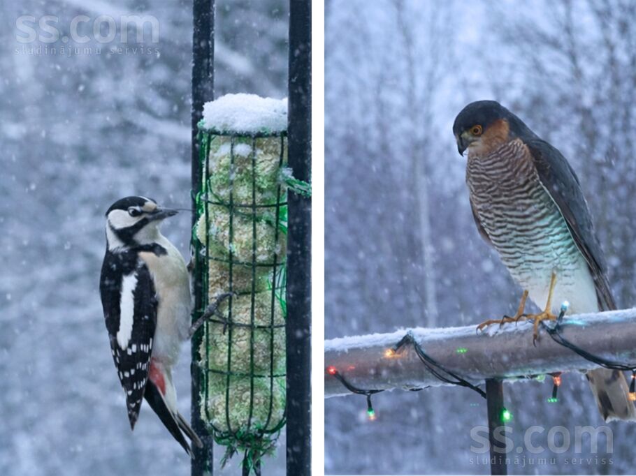 Jāņavārti, Rīgas rajons, Sigulda — maja