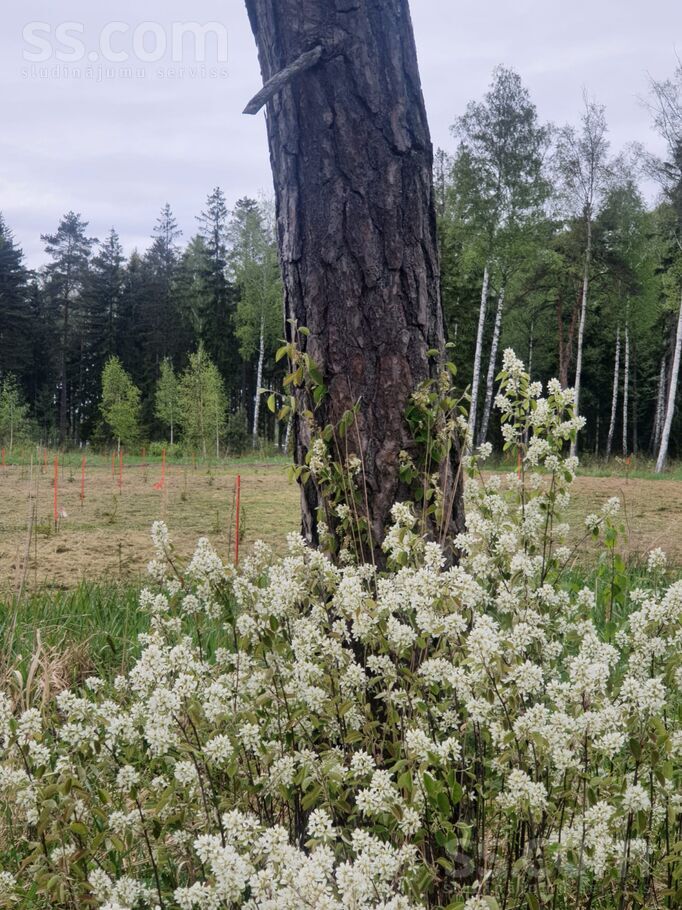 Jaunā Mēness iela 3, Rīgas rajons, Saulkrasti — zeme