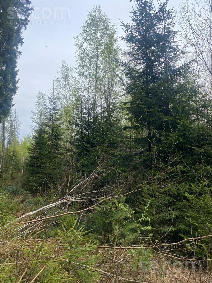 Meža dravantas, Mālpils, Rīgas rajons, Mālpils pag. — zeme