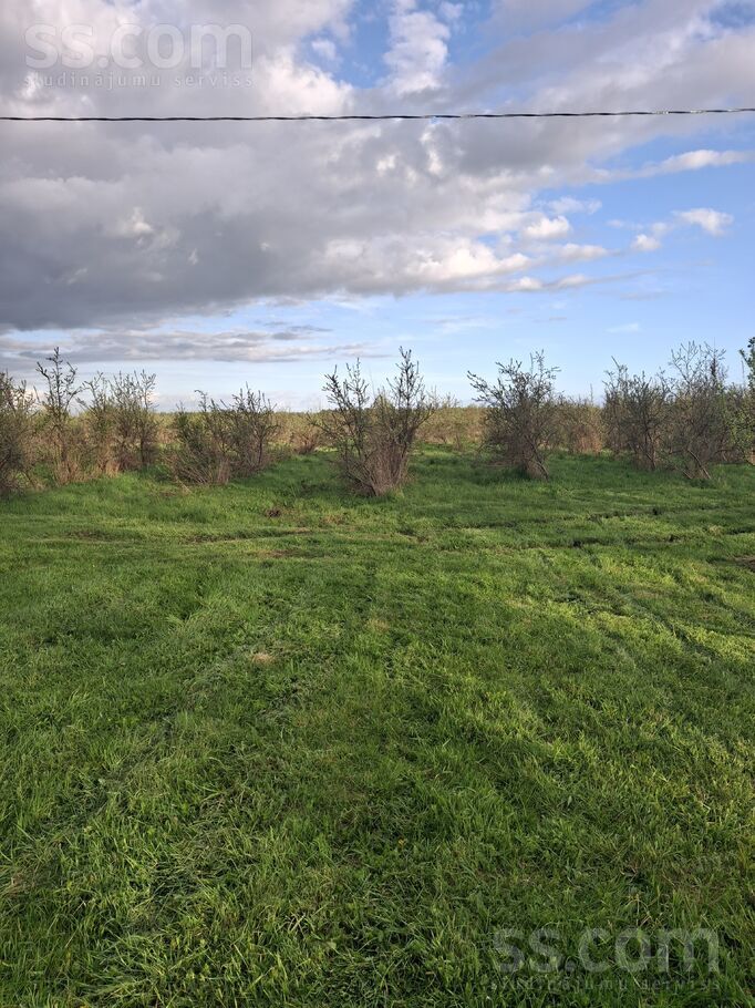 Dzintari, Cimāles, Jelgava un raj., Līvbērzes pag. — maja