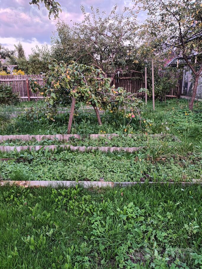 31 6, Šķēde, Liepāja un raj., Medzes pag. — maja